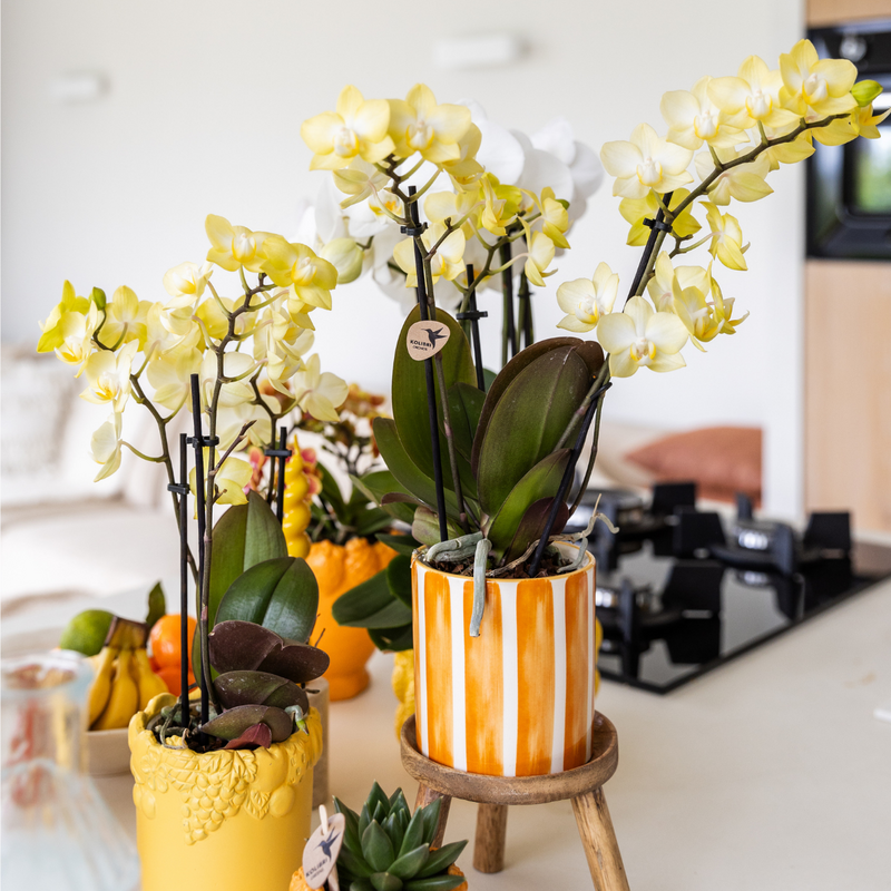 Hummingbird Home | Painted stripe - Orange - Ø9cm