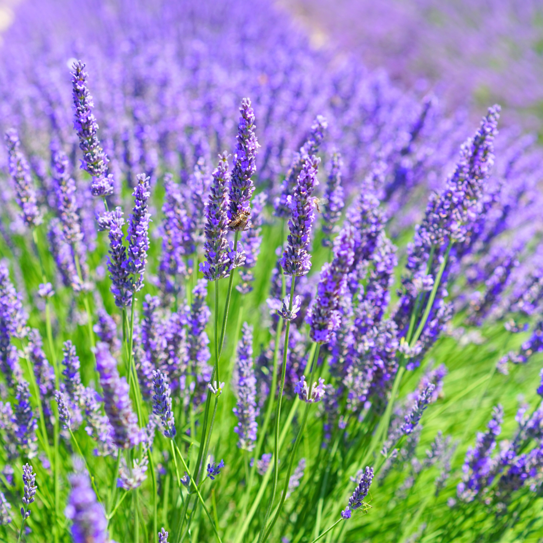 Lavendelsalz – mediterranes Provence-Gewürzsalz