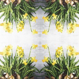 Cocktail napkins Narcissus