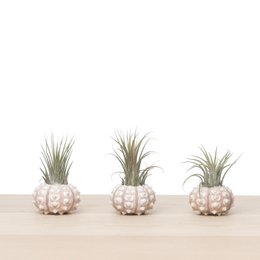 3x tillandsia søpindsvin (sputnik) skal