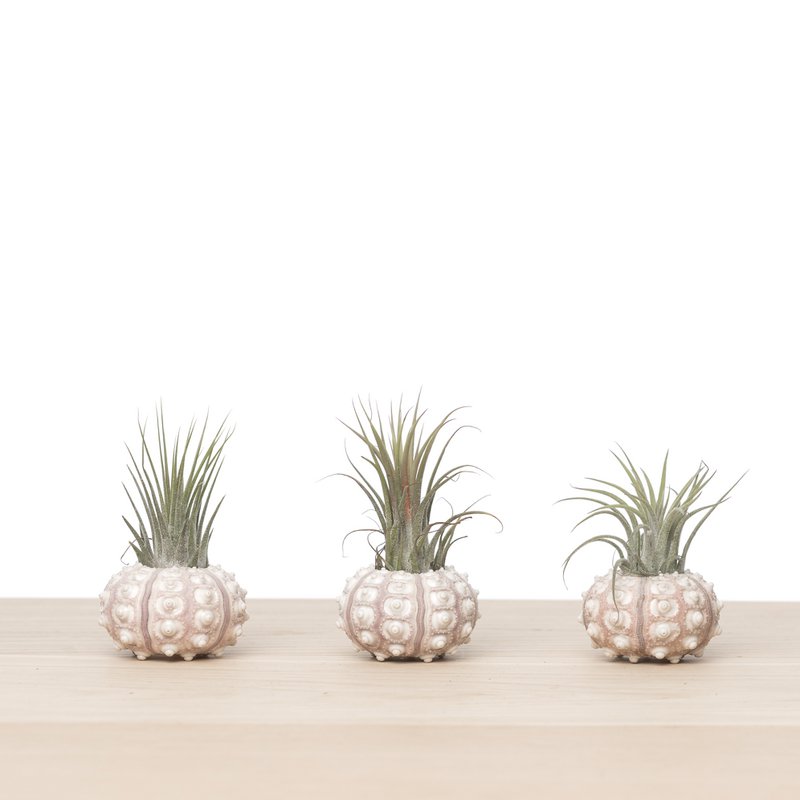 3x tillandsia søpindsvin (sputnik) skal