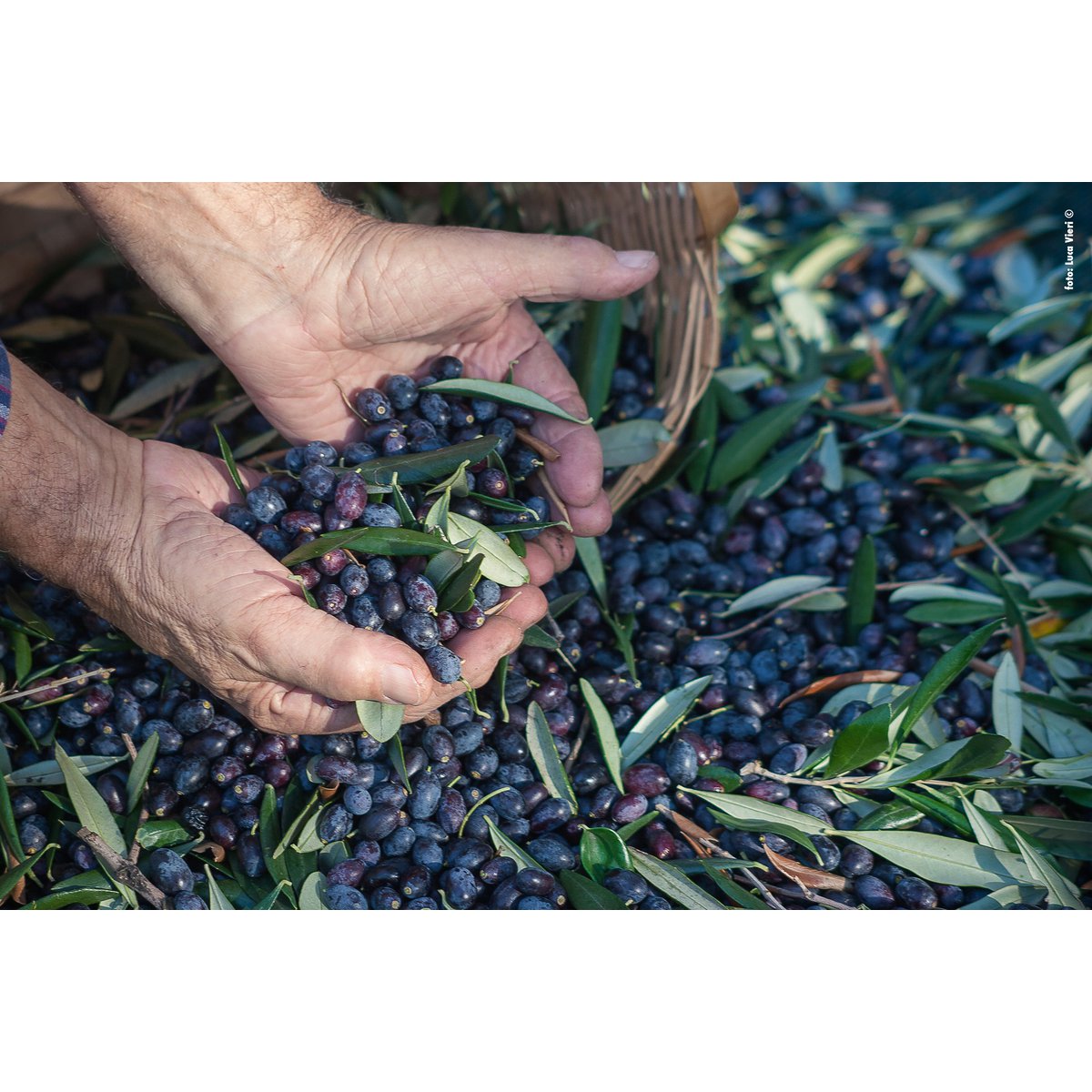 Authentic Black Salty Olives from Lesvos Island-Greece