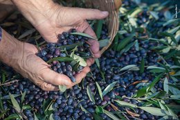 Authentic Black Salty Olives from Lesvos Island-Greece