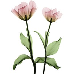 Magnetic Marker Board - Roses