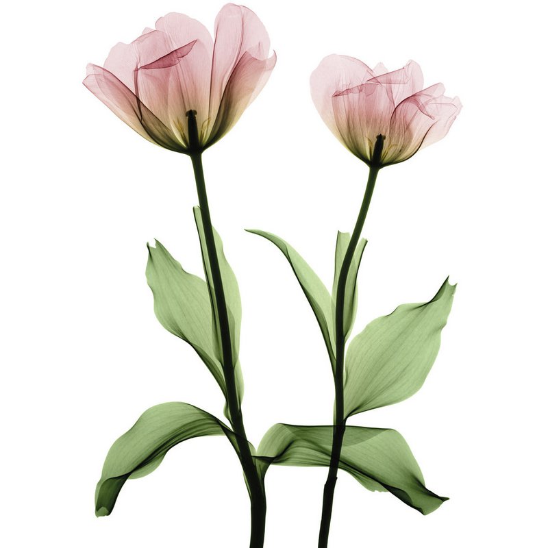 Magnetic Marker Board - Roses