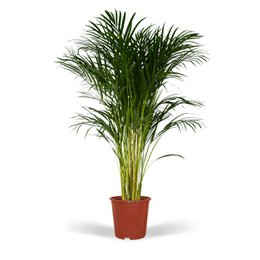 Dypsis Lutescens - Palmier Areca - Ø24cm - ↕120cm
