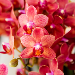 Kolibri Orchids | Gift Set Aura | Pink Phalaenopsis Orchid Congo with green plant in aura decorative pots on bamboo tray
