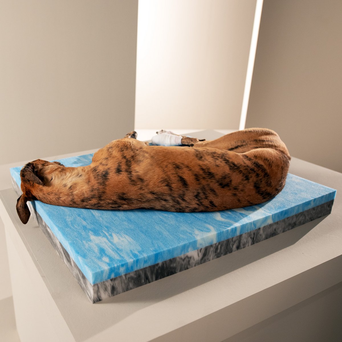 TUDOR ORTHO | Premium Orthopedic Dog Bed