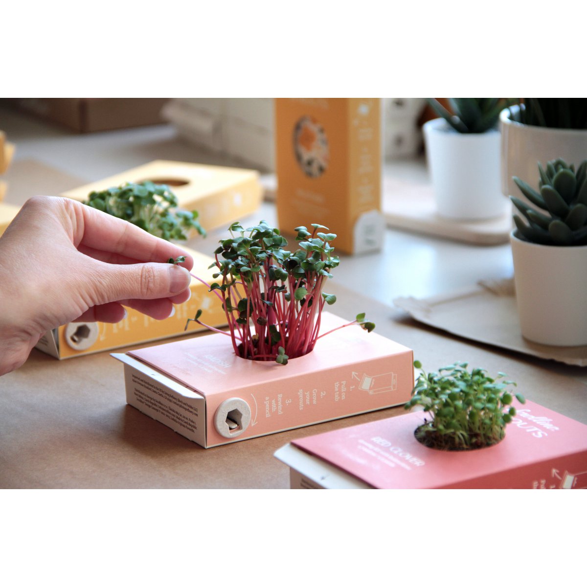 Originele activiteit en groeiende kit - Scrollino rucola spruiten