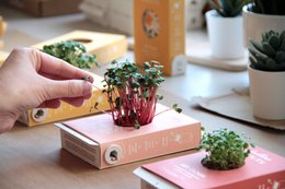 Originele activiteit en groeiende kit - Scrollino rucola spruiten