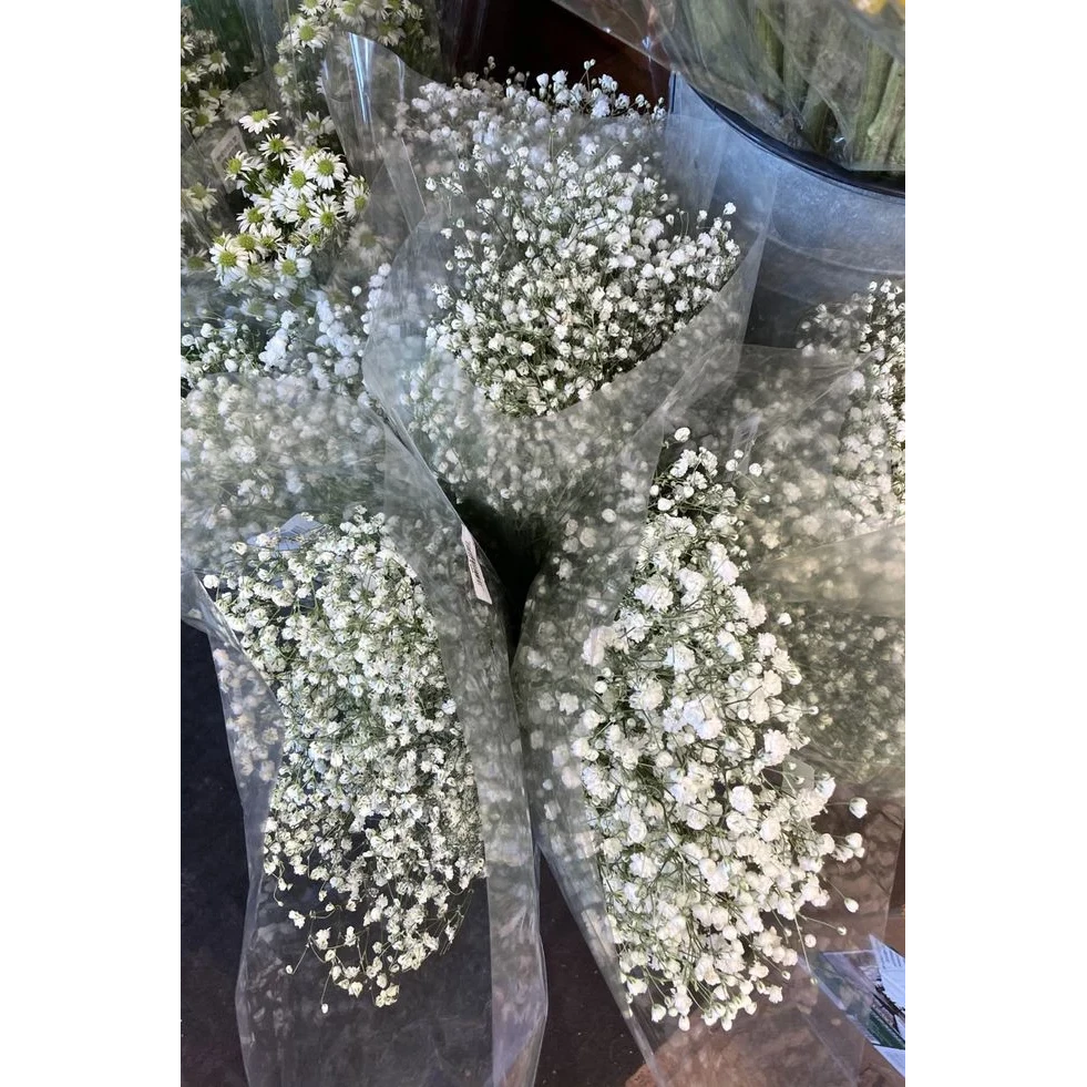 Ramo de flores secas de gypsophila blanca