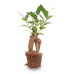 Bonsai Ficus Ginseng - Microcarpa - ↑15 cm - Ø 6 cm