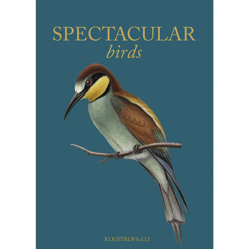 Spectacular birds - 8 quality cards w/envelopes