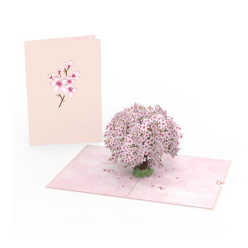 Kirsebærblomster træpop-up-kort