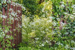 Ich träume von einem Cottage Garten. Verliebt in Rittersporn, Phlox & Fingerhut