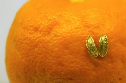 Real Olive Leaf Earrings, Handmade Nature Jewelry, Organic Tree Studs, Gift for Success & Longevity, Gold or Sterling Silver 925