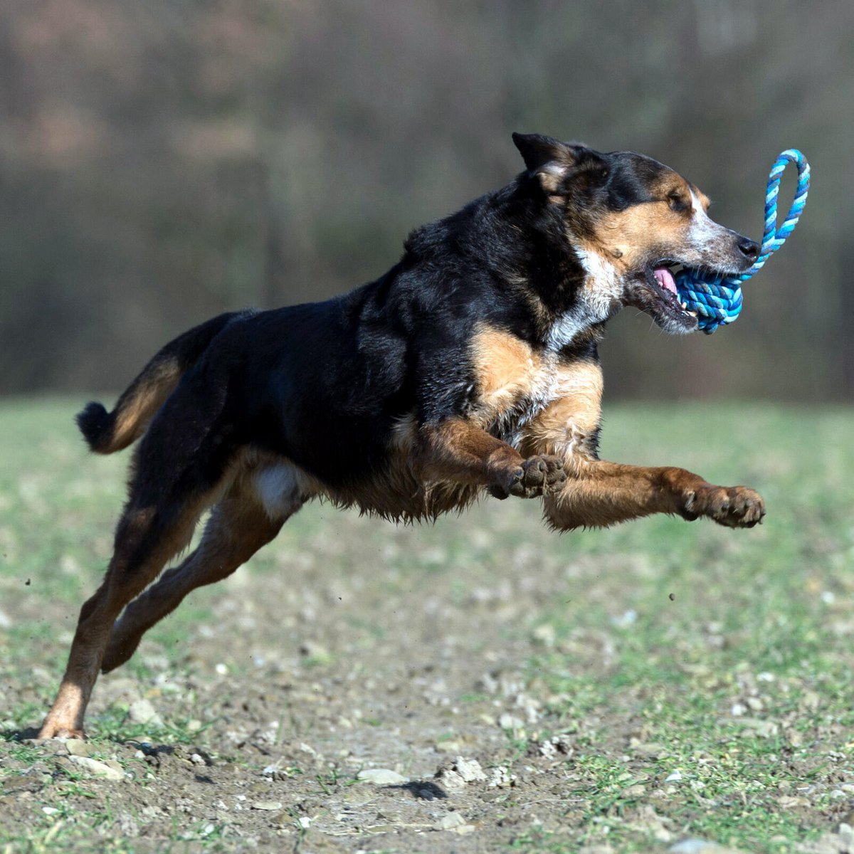Maxi sling ball - cult toy for dogs
