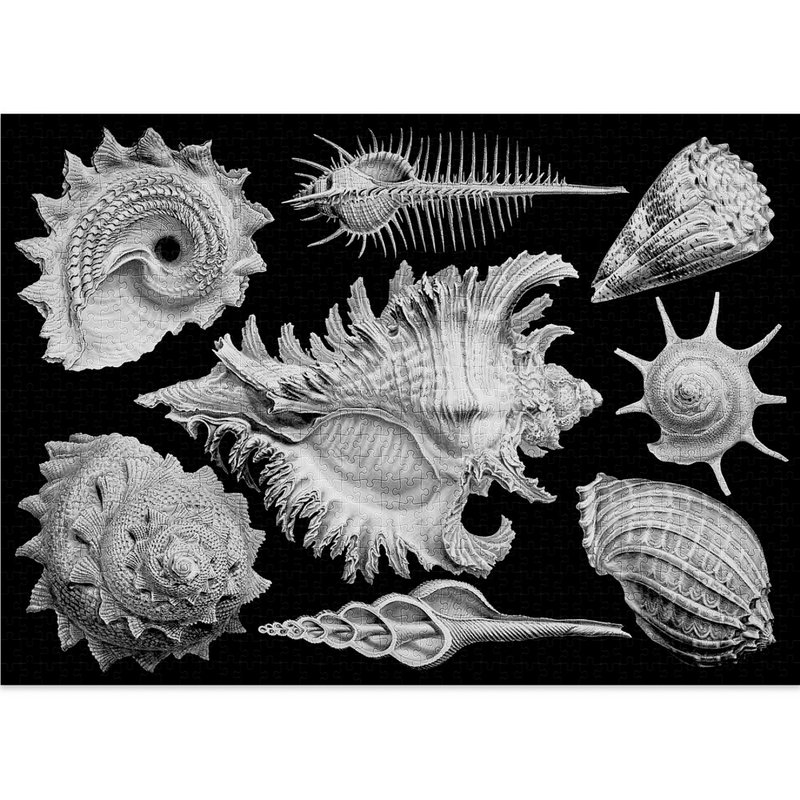 Shells Jigsaw Puzzle (1000 pieces)