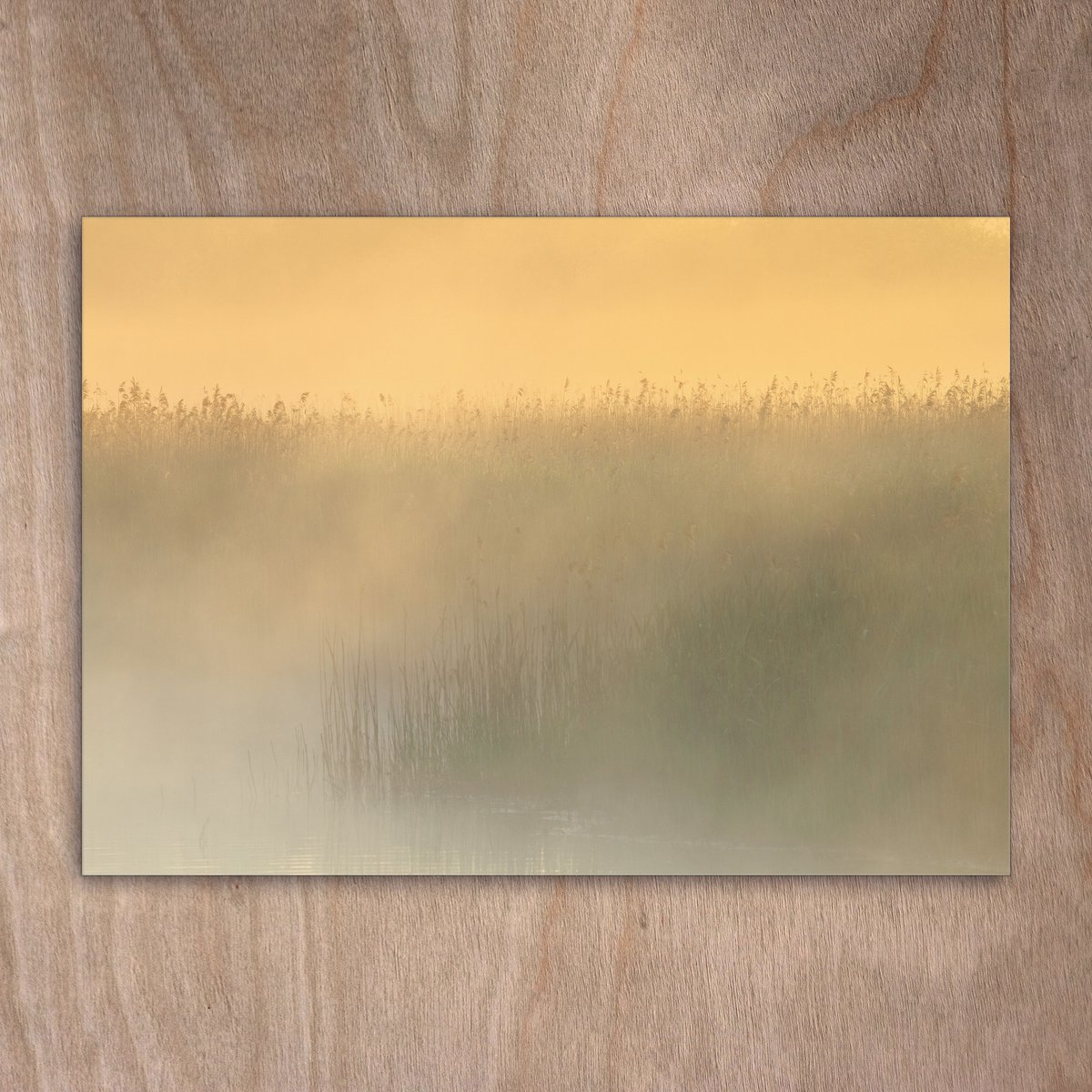 Postal, Postal, 0179 Reed en la niebla de la mañana amanecer, paisaje