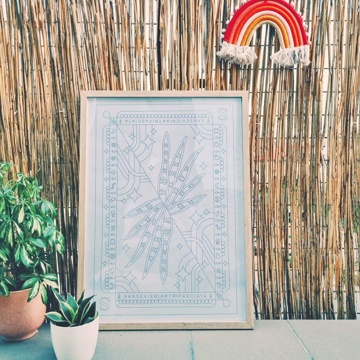 SANSEVIERIA TRIFASCIATA kleurplaten poster 50x70 cm