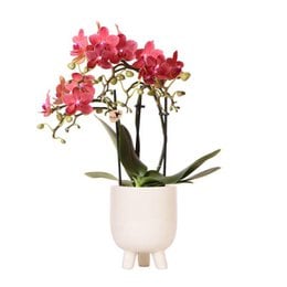 Red Phalaenopsis orchid in a travertine pot, a flowering houseplant with vibrant red blooms.