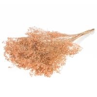 Broom Bloom, 50cm, limed apricot