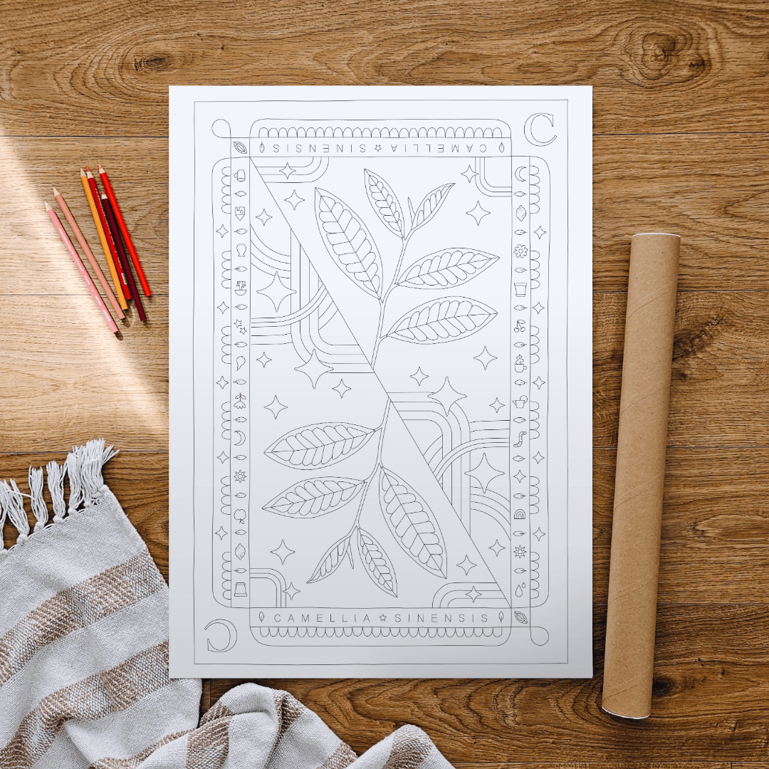 Camellia sinensis Farbplakat 50x70 cm
