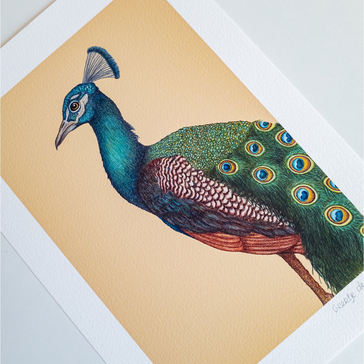 Fine art print A PROUD PEACOCK