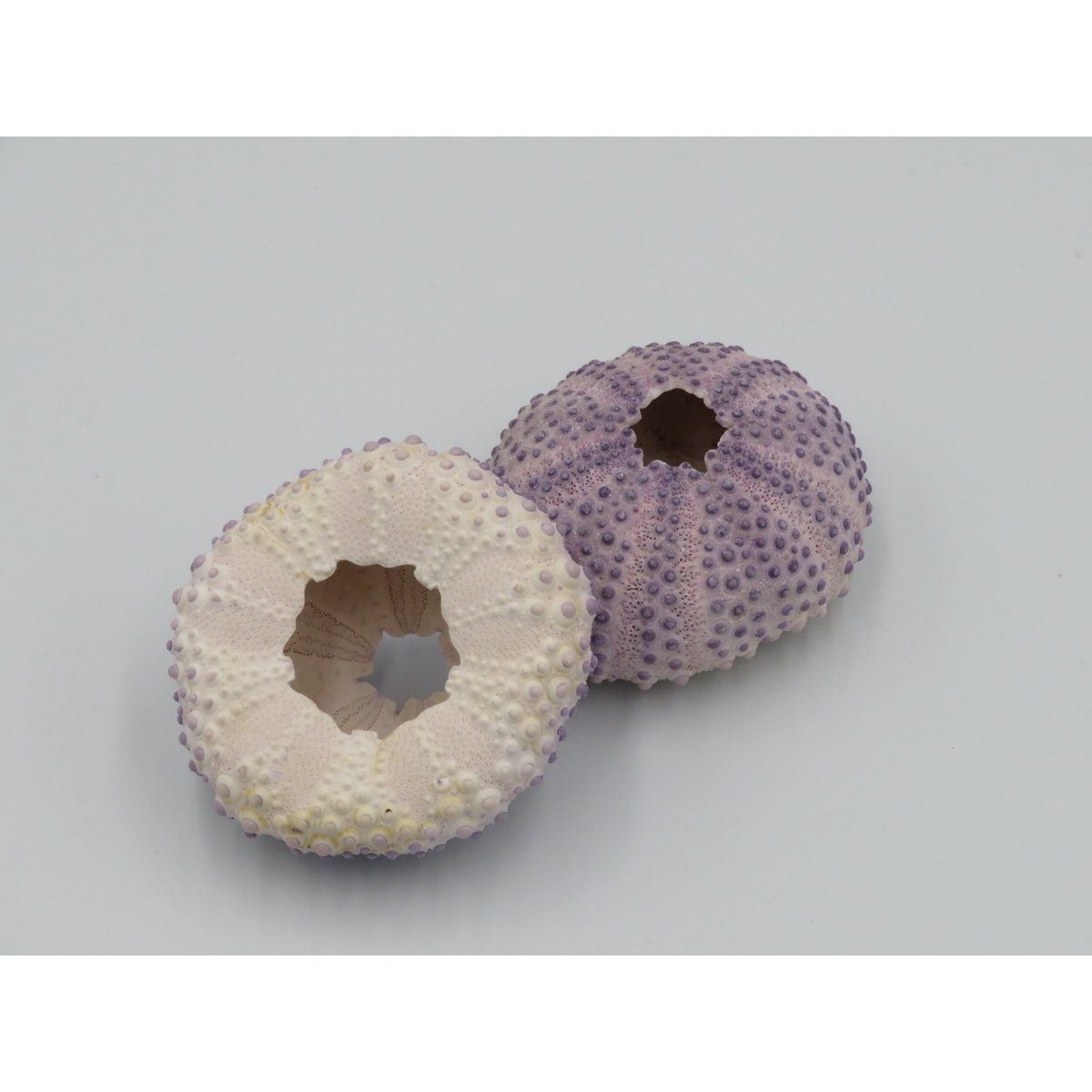Sea urchin house - Bulu Babi Purple