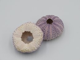 Sea urchin house - Bulu Babi Purple