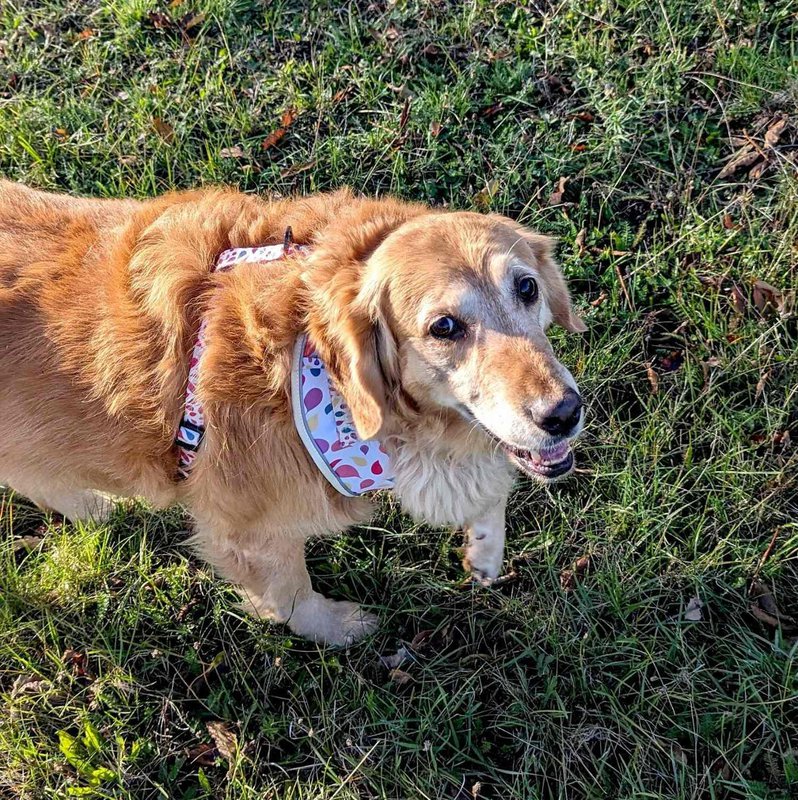 Classic Petal Harness