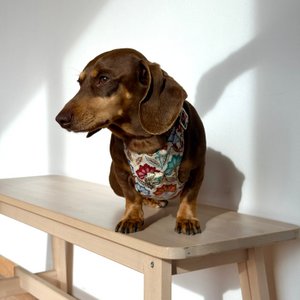 Dog harness and leash set FLORA