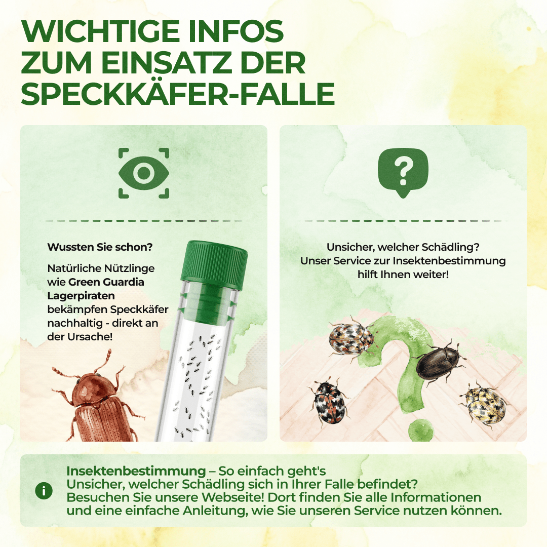 Speckkäfer Falle