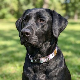 Pastel dog collar