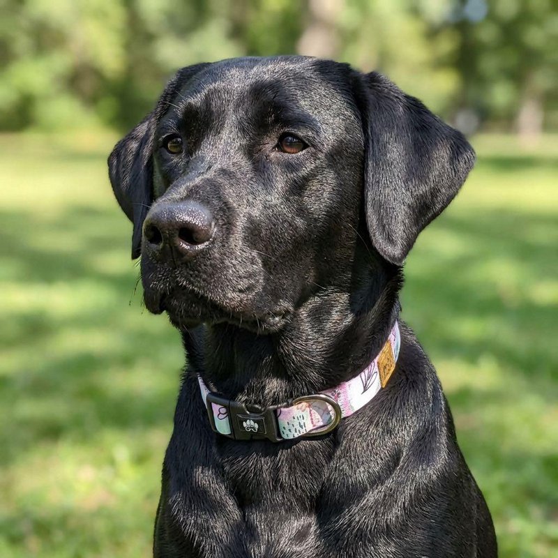 Pastel dog collar