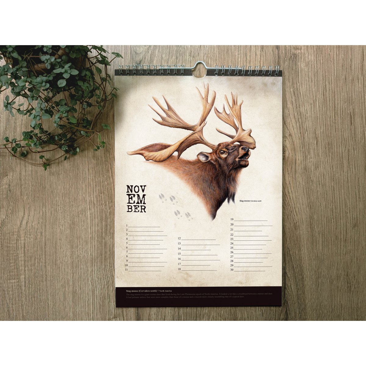 Hirsch-Geburtstagskalender, ewiger Kalender, umweltfreundlich