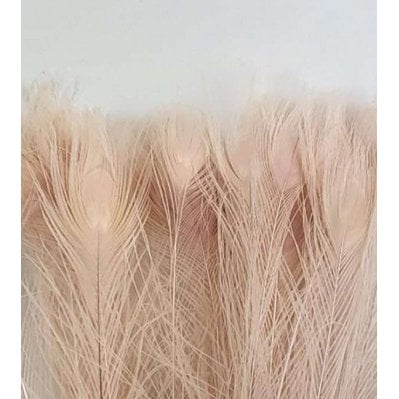 Peacock feathers