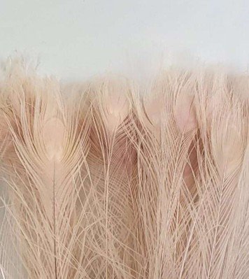 Peacock feathers