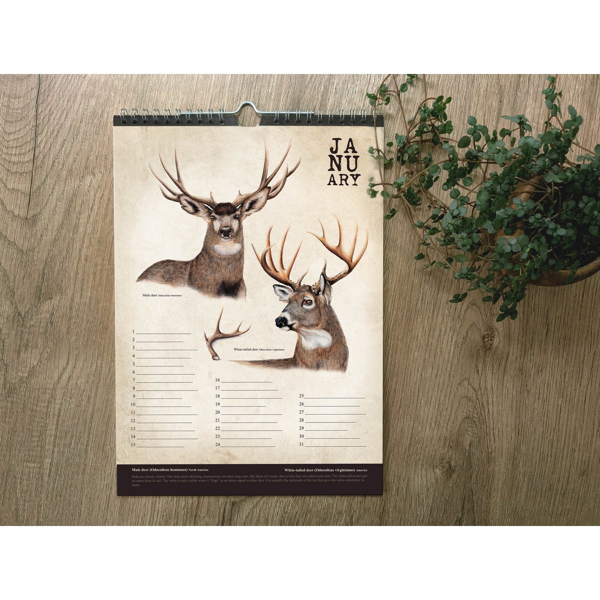 Hirsch-Geburtstagskalender, ewiger Kalender, umweltfreundlich