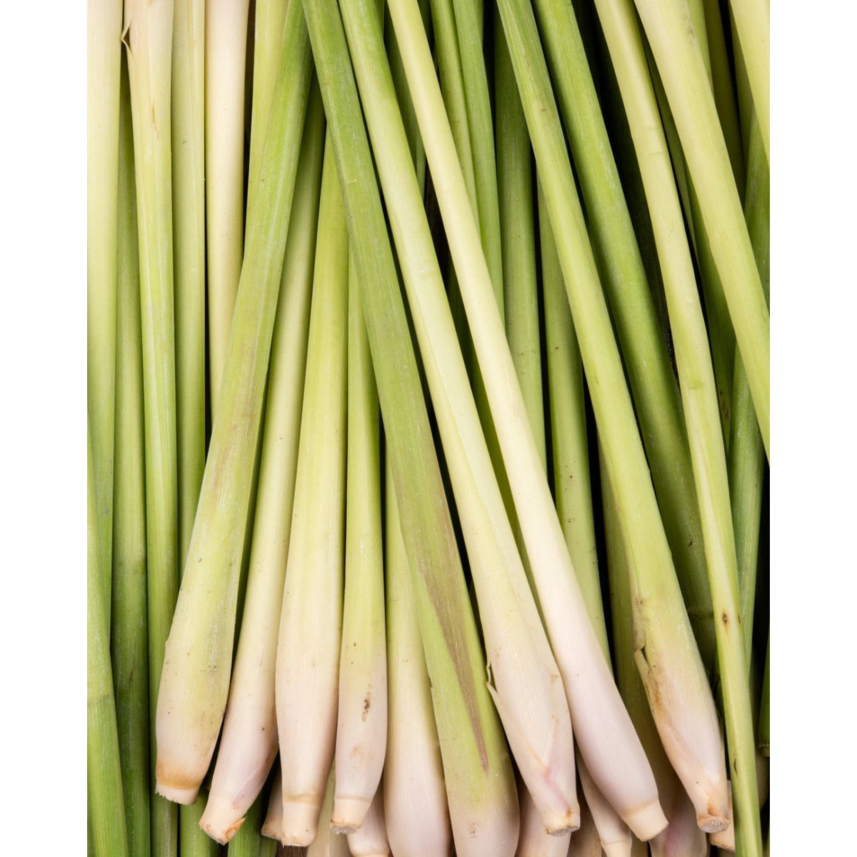 MENTA y LEMONGRASS • Para agua saborizada