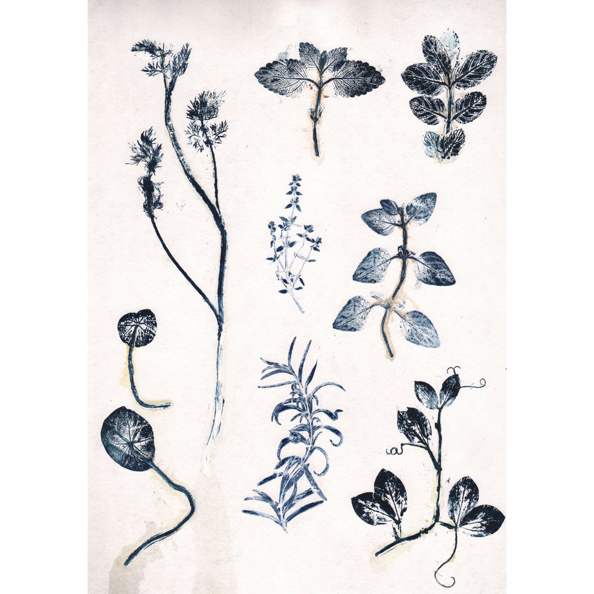 Erbe aromatiche blu A5
