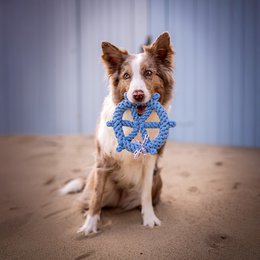 Skipper - juguete de culto para perros