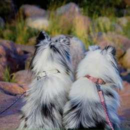 Braid Dog Collar - Moon