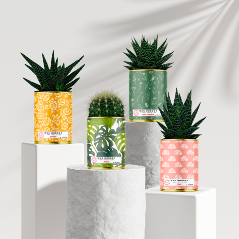 CACTUS MM SIGNATURE - 12 ASSORTED UNITS (HALF PACK 1/2)