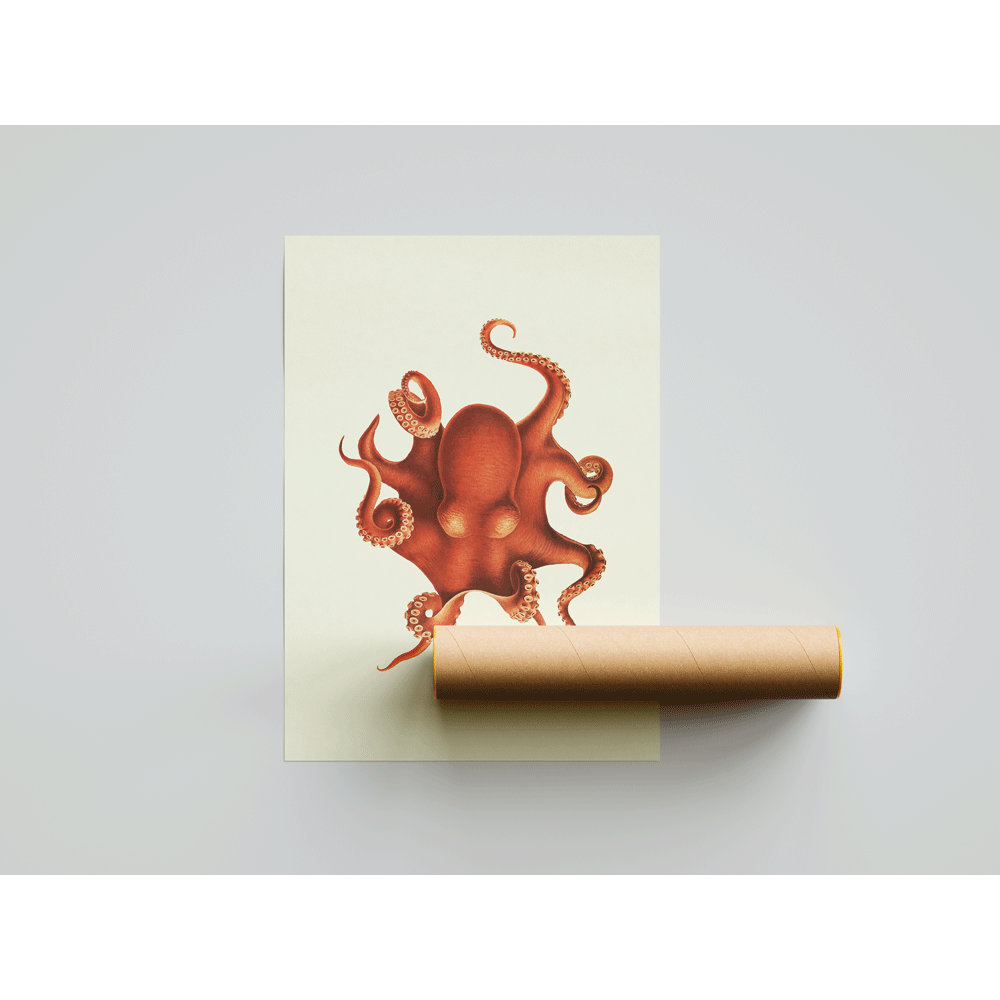 Octopus