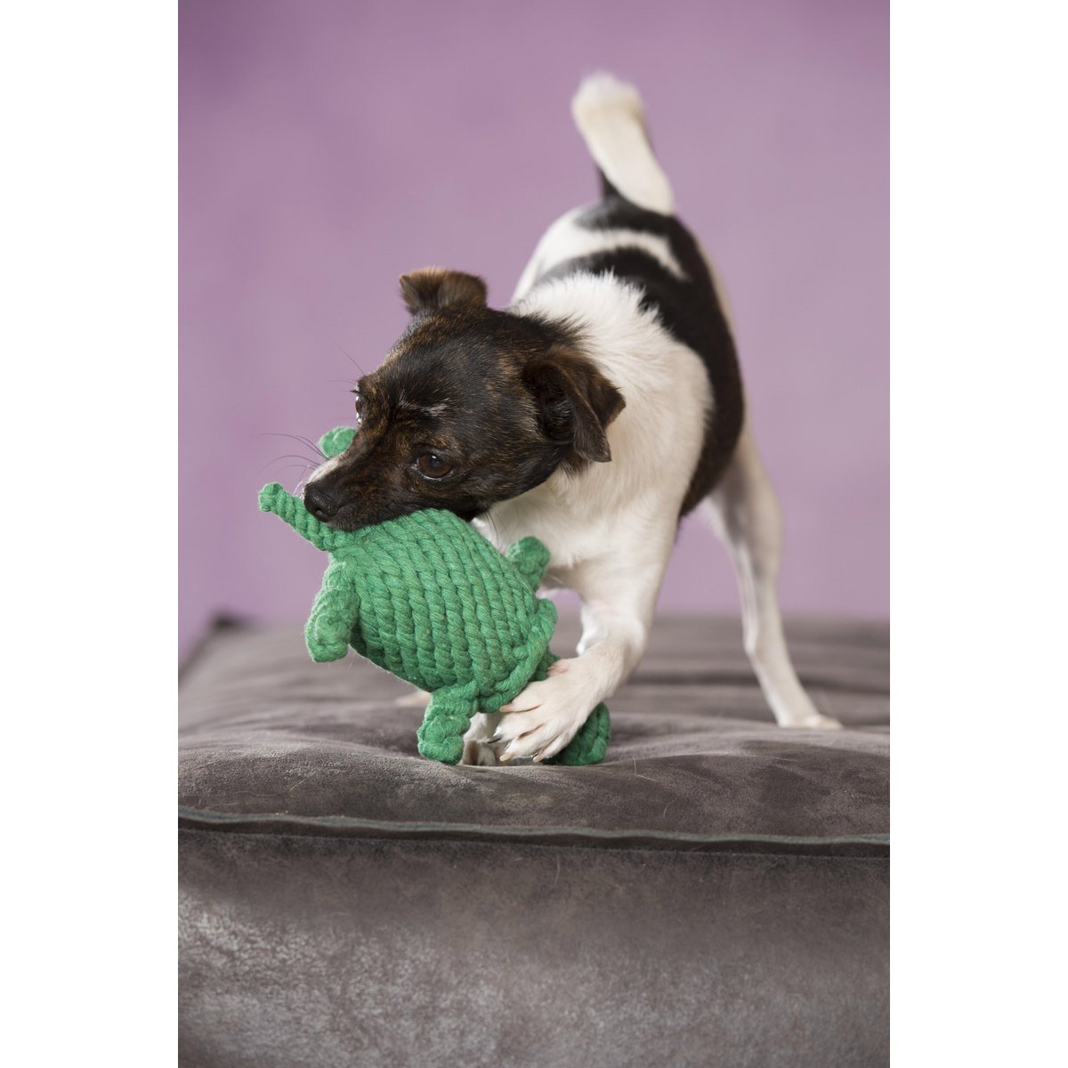 Tina Turtle - giocattolo cult per cani