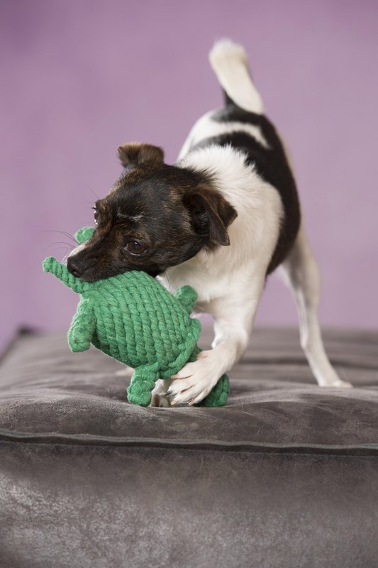 Tina Turtle - kultlegetøj til hunde