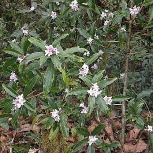 Ghirlanda Luna-Leena cuori multicolori - carta ecologica spessa - verticale - L 2m - fatta a mano in Nepal