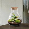 Terrarium DIY Kit - Sammie - Bottle Garden - ↑ 27 cm