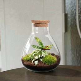 Terrarium DIY Kit - Sammie - Bottle Garden - ↑ 27 cm